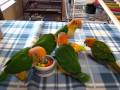 Baby caiques and conure play time