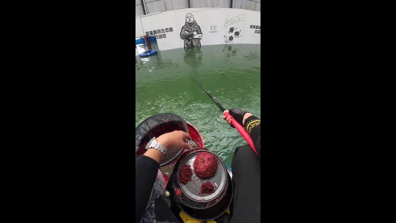 If I don't catch 500 fish today, I'll livestream myself taking a bath in the pond.