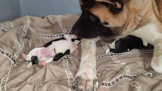 Akita Puppies one day old