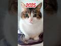 可愛い猫は可愛すぎる子猫だった😽😍　#ねこ部 #猫のいる暮らし #ねこ動画 #cat #imjustakid #cats #catvideos #shorts