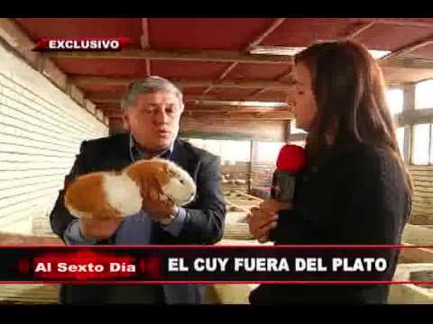 Vídeo: Evidencia De Cambios En Las Propiedades Contráctiles Del Músculo Esquelético Durante El Inicio De La Enfermedad En El Modelo De Osteoartritis De Cobayo Que Envejece