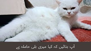 How can you tell if my cat is pregnant | Pregnant cat symptoms week by week #persian #cat #catlover