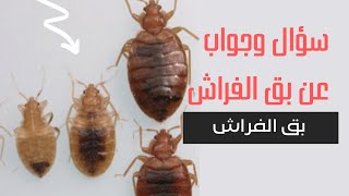 سؤال وجواب عن بق الفراش bed bugs ؟؟؟