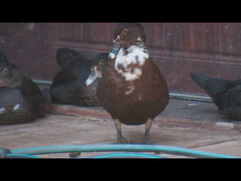 Katy neighborhood overwhelmed by 200-300 Muscovy ducks