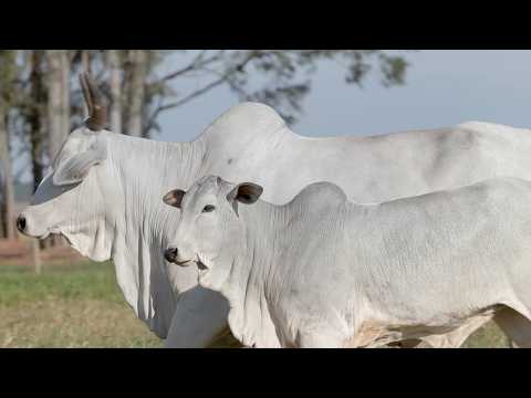 LOTE 102 - CSCF 5887