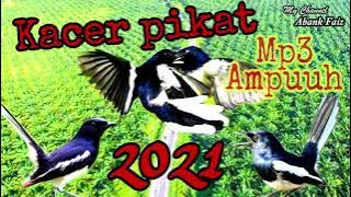 PIKAT BURUNG KACER DENGAN SUARA PIKAT KACER RIBUT INI... LIHAT HASILNYA...
