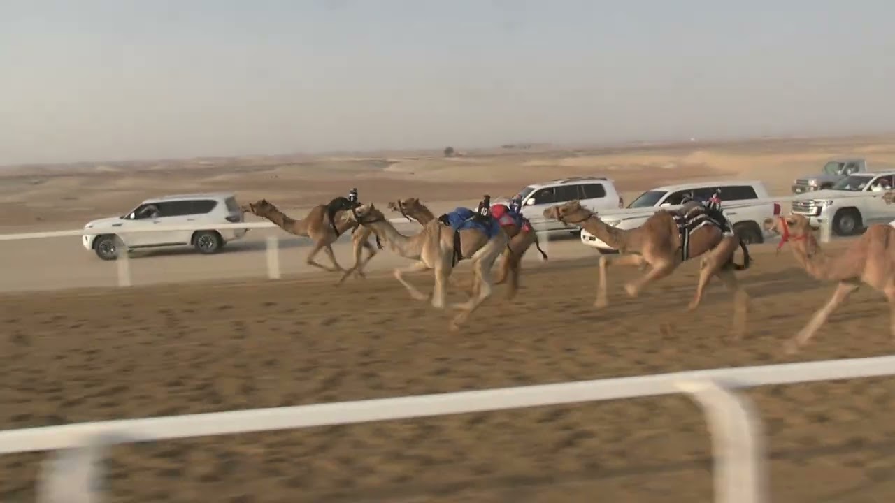 الشوط  9 ☆(  شاهين ) للسيد : مبارك سلطان قران المنصوري توقيت 1.51.69