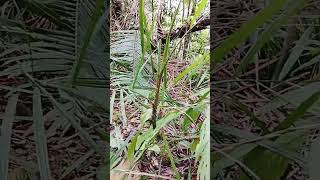 Hutan Pendalamanmergambil Upak Pantudayak fypyoutube sarawak