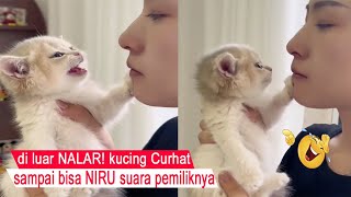 NGAKAK BANGET/tingkah kucing ini di luar NALAR sampai bikin heran /kompilasi kucing lucu/#CT