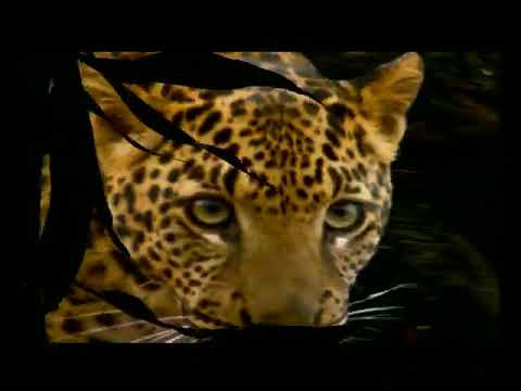 Dji Sam Soe Filter - Arung Jeram - YouTube