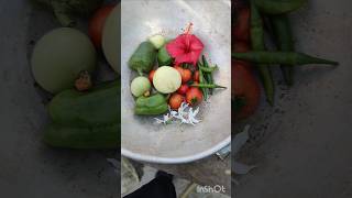 harvesting of tinde, tomato 🍅, capcicum,green chilli and flowers #gardening #plants love
