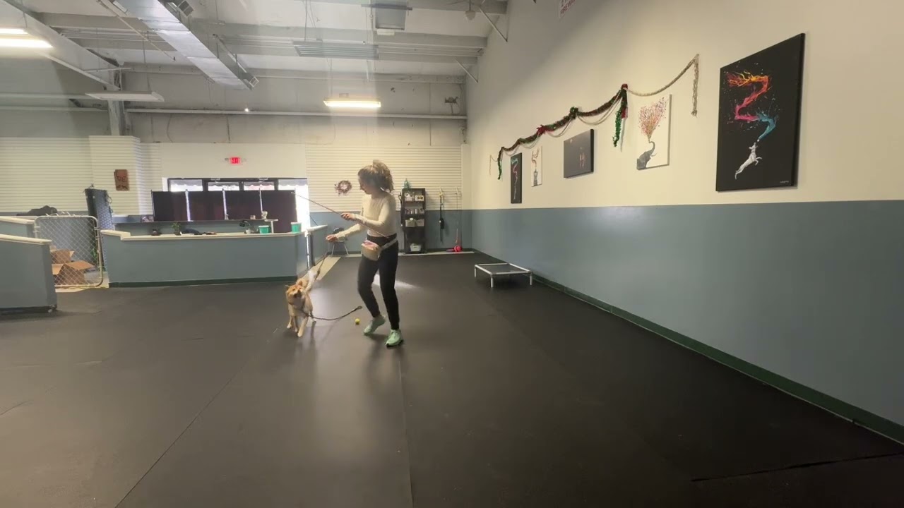 Milo play and working on being touched 