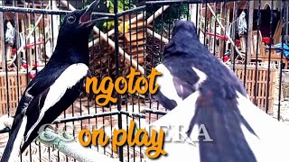 Kacer gacor ON PLAY PANCING KACER LAIN LANGSUNG EMOSI NAIK DARAH