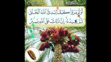 سورة العنكبوت الآية ( 19 )