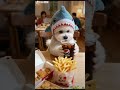 chacha X kfc🍗 #cute #bichon #pets  #funny #youtubeshorts  #toys #cutedog #animals #dog #youtube #kfc