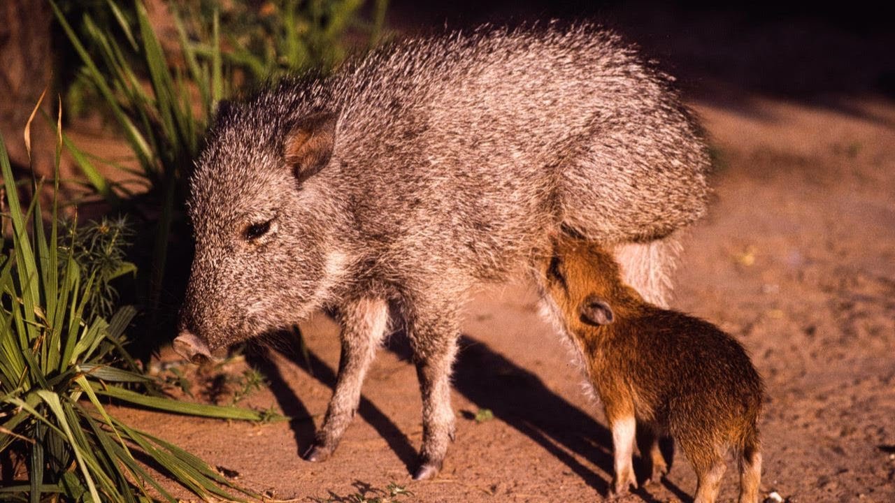 Micaela Camino | Argentina | A film narrated by David Attenborough for the 2022 Whitley Awards