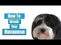 How To Brush Your Havanese