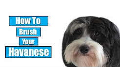 How To Brush Your Havanese
