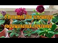 6 Основных составляющих для успешного выращивания глоксиний