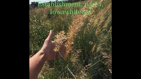 Native grass & CRP establishment, part 1, Iowawhitetail.com