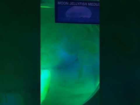 Moon Jellyfish Medusa, Underwater Zoo, Dubai
