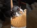 Sweet Sleepy Kittens: The Cutest Naptime Moment! 😻 #shorts