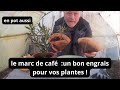 Comment utiliser le marc de caf  sur toutes vos plantes      meme en pot