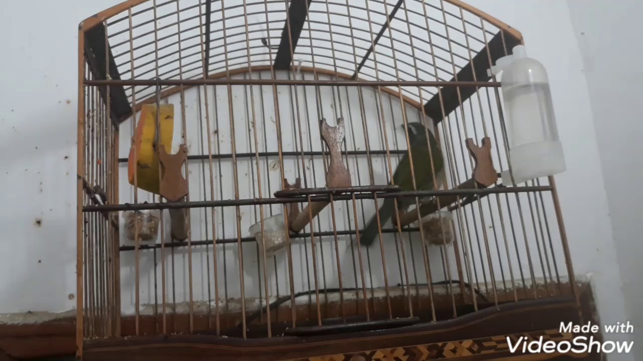 Canto Para Esquentar Trinca Ferro Frio Como Fazer O Trinca Ferro Frio Abrir Canto 2 0 Youtube