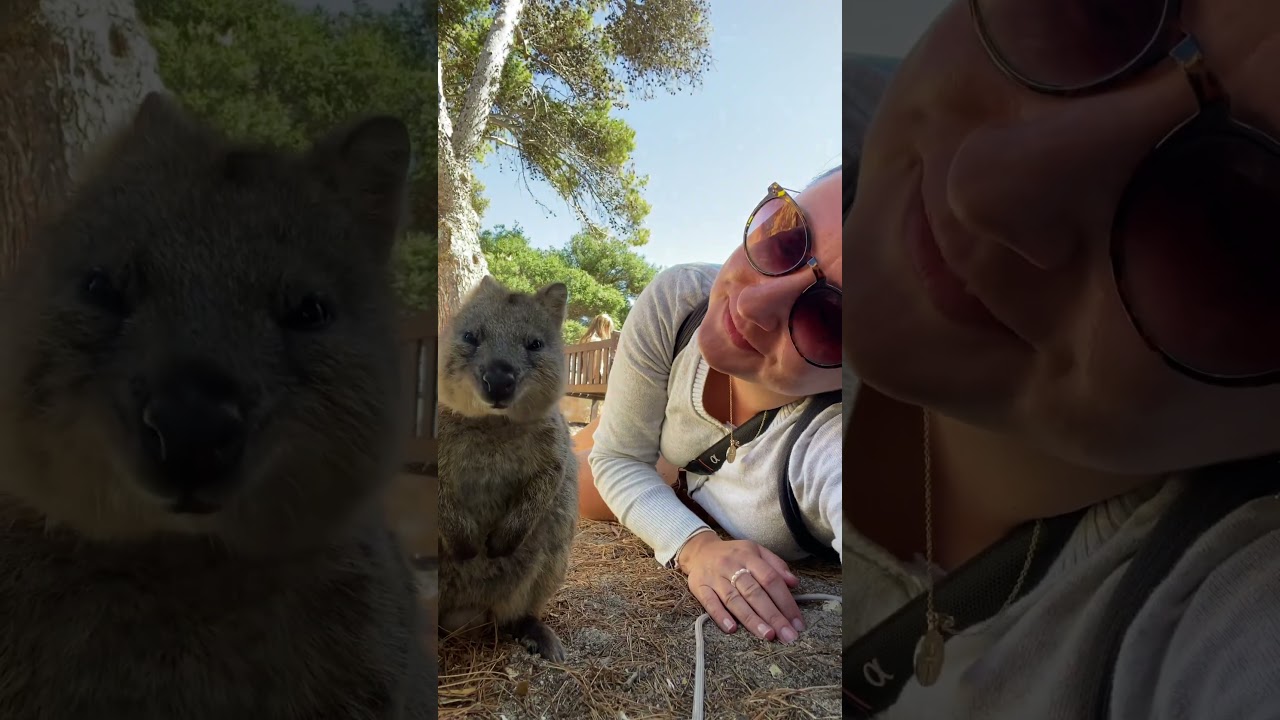 The best selfie is a quokka selfie!  