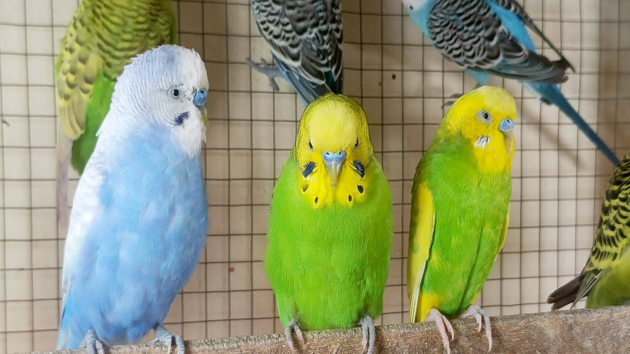 12-hours-of-budgie-sounds-to-encourage-your-parrot-to-eat-and-sing