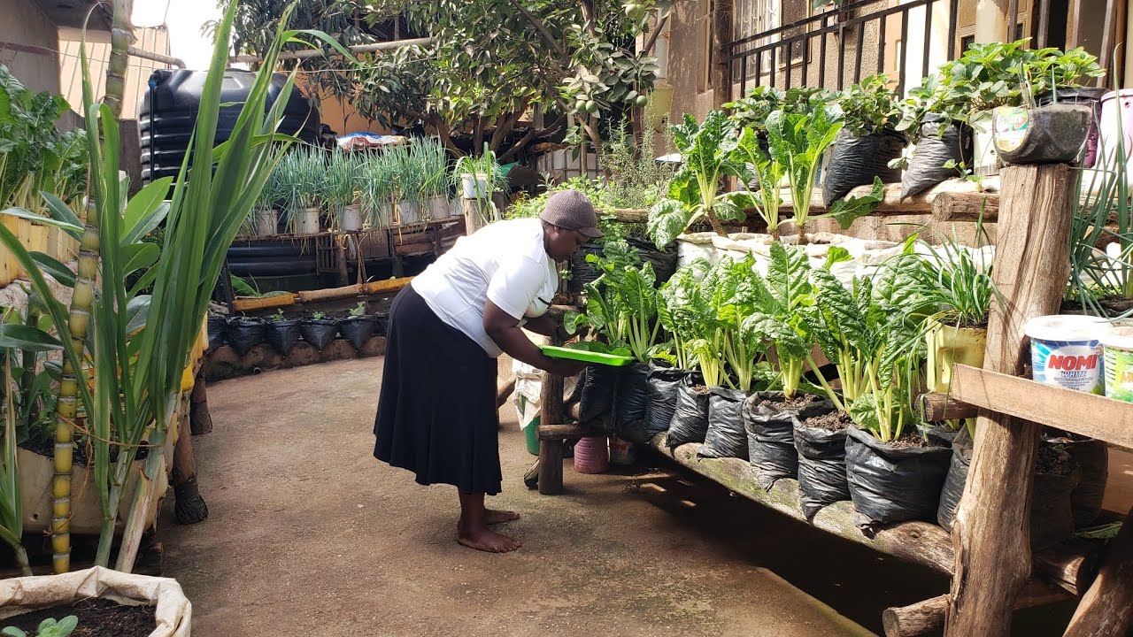 Сегодня в нашем небольшом городском саду. Пересадка и сбор урожая овощей, выращенных органическим...