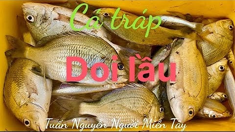 Đụng bầy cá tráp ( cá hanh ) ở doi lầu lý Nhơn cần giờ.. kéo xệ nách 😄@ câu cá thiên nhiên.