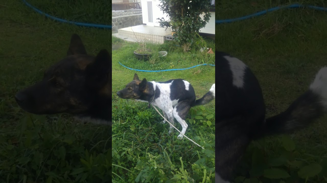 動物看護士が解説 犬の便秘解消法 原因を知って便秘を予防しよう Pety 動物看護士が解説 犬の便秘解消法 原因を知って便秘を予防しよう Pety