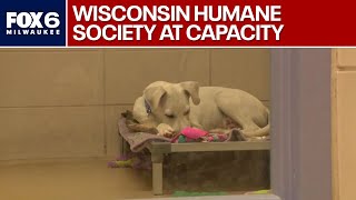 Wisconsin Humane Society at capacity | FOX6 News Milwaukee