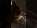 Digital random street cat safari 55(интересни улични котки) #cats #kitty #cat #kitten #kittycat #кот
