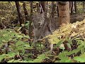 Un lynx donne un rare spectacle pour un chasseur québécois
