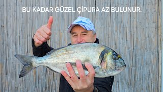 Bu Kadar Güzel Çi̇pura Çok Az Bulunur?