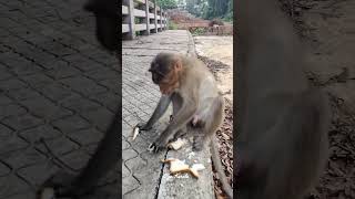 അവർകക സനതഷ നമമകക സനതഷ. Monkey. Macaca. Macaque. Bandar. Primates. Monkey Eating Bread