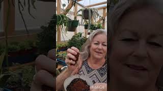 Planting Monkey Tail Cacti