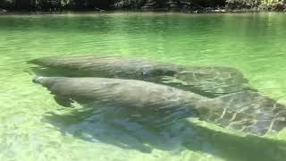 Manatee Migration!