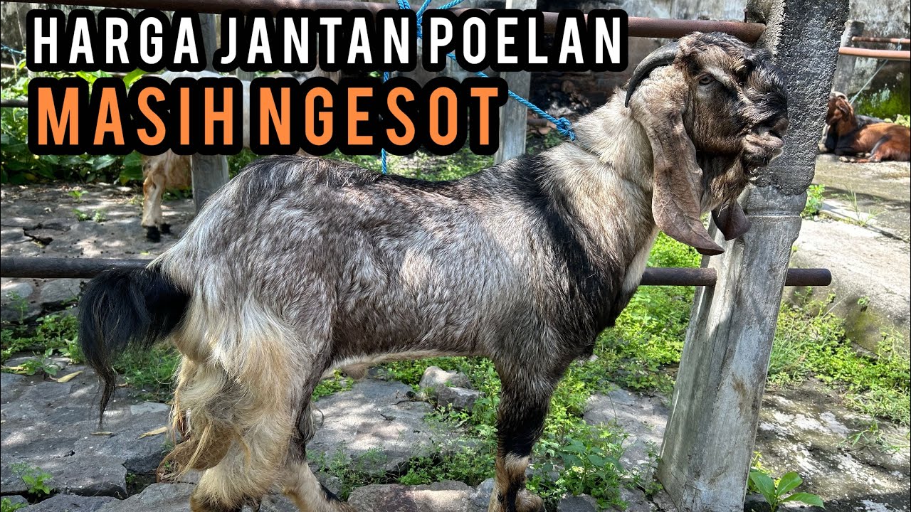 Update Harga Kambing hari ini di Pasar Hewan Lodoyo-Blitar. Jumat, 06 Maret 2026.