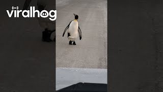 Penguin Mendekati Kendaraan || ViralHog