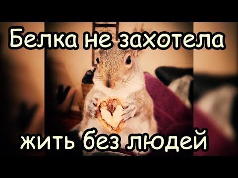 Бельчонка бросила мать