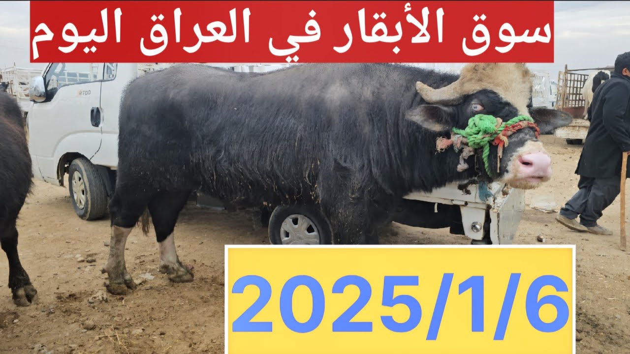 #سوق_الأبقار  في العراق سوق محافظة ديالى وسط العراق