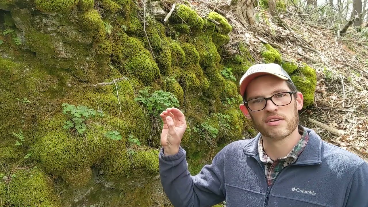 Spring Wildflowers of the Hartley Wood