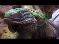 Understanding Reptile Care and Behavior