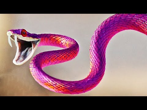 Video: Dünyanın En Zehirli Hayvanları
