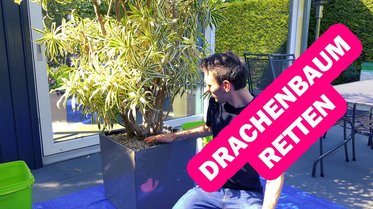 Drachenbaum Dracaena retten & umtopfen, Wurzelfule behandeln