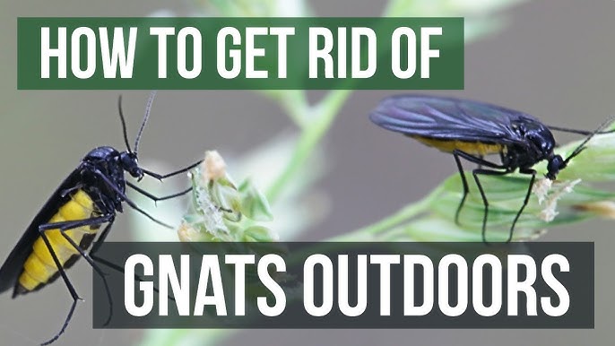 How To Get Rid of Gnats for Good