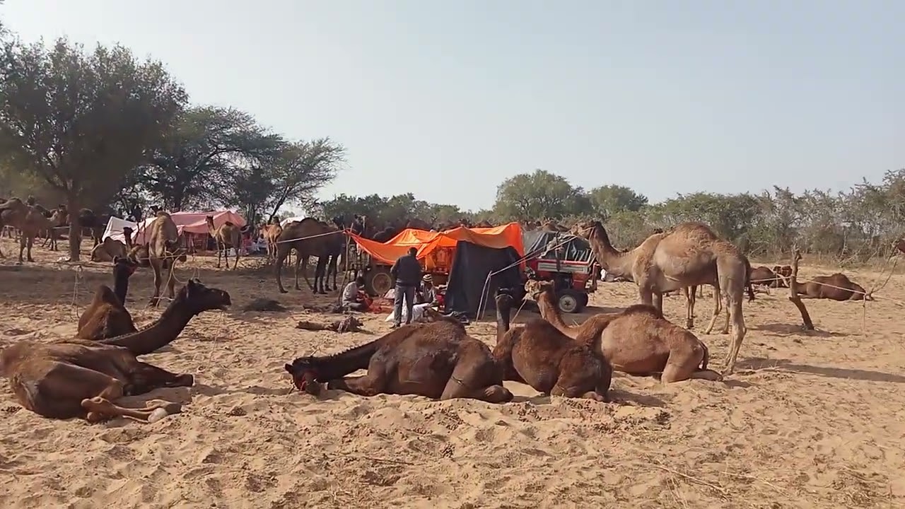 चांडी पशु मेला 2026 लाइव तस्वीरें 